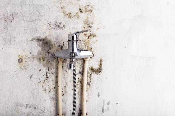 Best Post-Flood Mold Remediation in Iowa, LA
