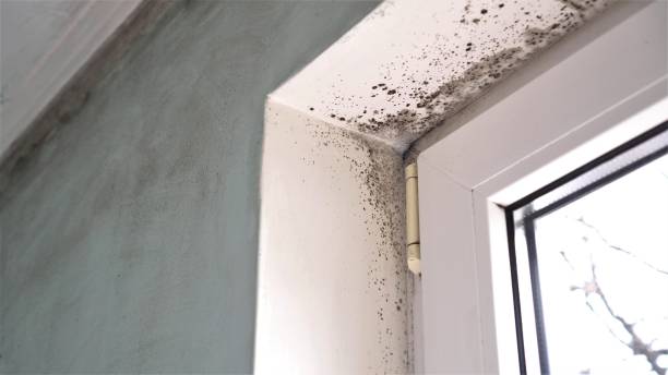 Best Industrial Mold Remediation in Iowa, LA